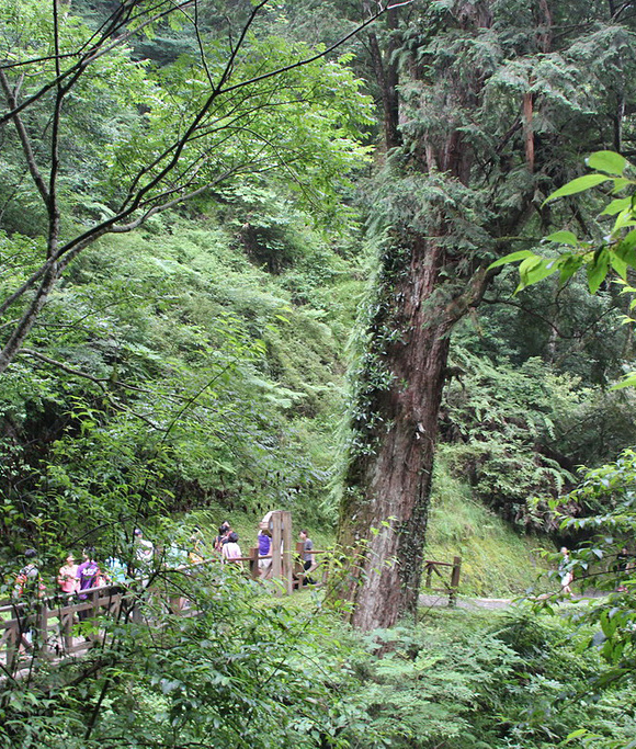 達觀山神木